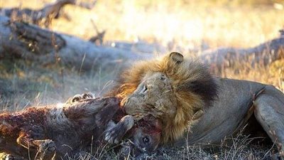 تحرش الحيوانات| نهاية مأساوية لـ 