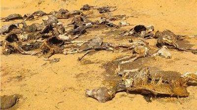 مقبرة حمير العياط..  العثور على 22 حمارا مذبوحا بصحراء البليدة | ما القصة ؟