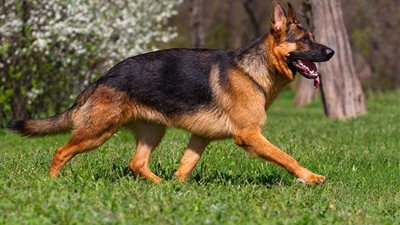 لماذا تهاجم الكلاب أصحابها.. وهل تصاب بالنسيان والزهايمر؟