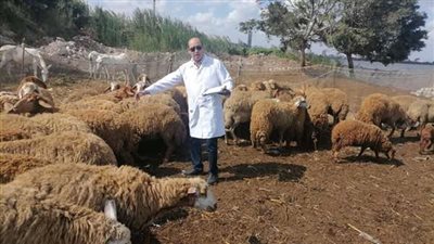 تحصين 4506 رأس أغنام وماعز ضد مرض طاعون المجترات بالبحيرة