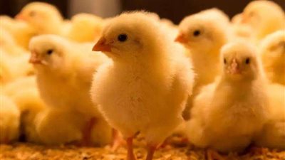 خبير زراعي لـ بلدنا اليوم: نقص الأعلاف وتفادي خسارة مستقبلية وراء إعدام الكتاكيت.. وهذا هو الحل