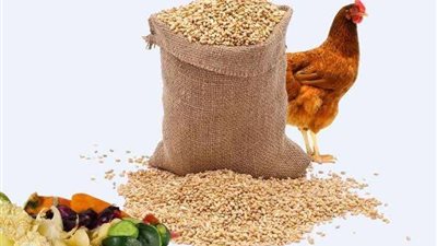 تعرف علي أسعار الأعلاف اليوم الخميس 20 أكتوبر