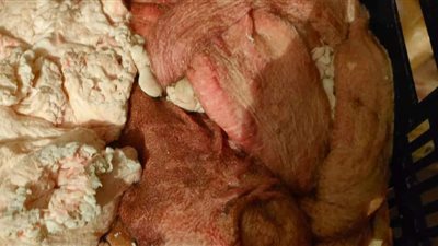 ضبط 14 طن مصنوعات لحوم فاسدة بالعجوزة