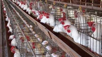 رئيس شعبة الدواجن: ارتفاع أسعار الأعلاف وبعض المصانع أغلقت أبوابها أمام المربين .. فيديو