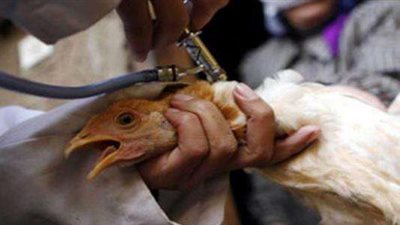 هولندا تعدم 6 ملايين حيوان بعد تفشي أنفلونزا الطيور