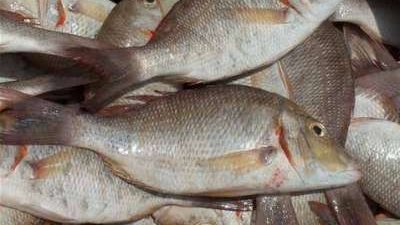 البلطي بـ35 جنيه.. تعرف على أسعار السمك اليوم الجمعة 21 أكتوبر بالأسواق
