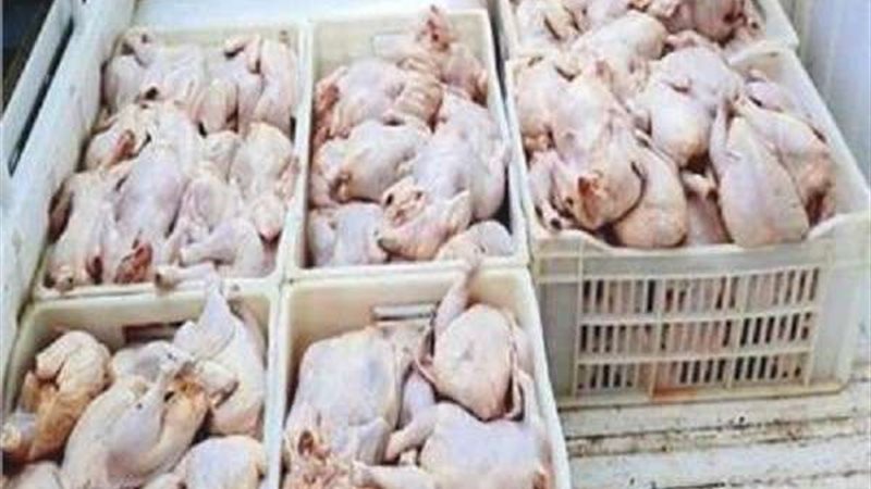دواجن فاسدة بالقاهرة