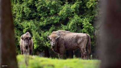 بعد غياب 6 آلاف سنة.. بريطانيا تعيد ثيران برية لأراضيها