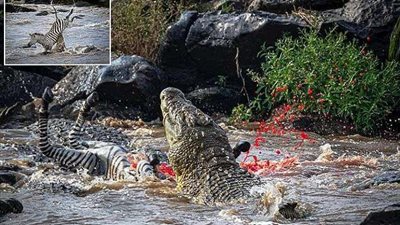 شاهد.. تمساح شرس يفترس حمارًا وحشيًا كاملًا في محمية