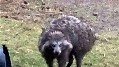 يشبه الثعلب ورائحته كريهة.. بريطانيا تحذر المواطنين من الاقتراب بهذا الحيوان