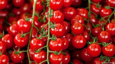 أسعار الطماطم اليوم الأحد في الأسواق المصرية