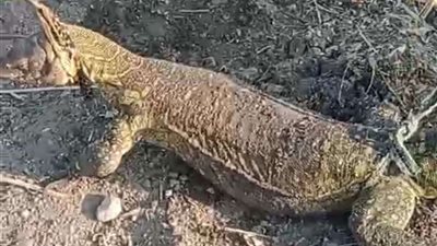 يشبه التمساح .. ظهور ورل نيلي كبير بمصرف 