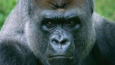 إصابة الغوريلا الذكر 