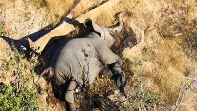 بعد وفاة 280.. مخاوف من انتقال فيروس غامض إلى البشر