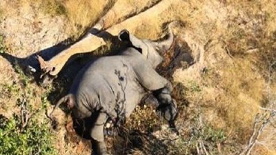 فيروس غامض يتفشى بين الأفيال في بتسوانا.. وعلماء يخشون انتقاله للإنسان