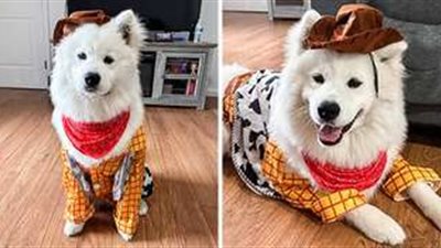 حق الكلاب تدلع.. أزياء هالوين مرعبة للحيوانات الأليفة «صور»