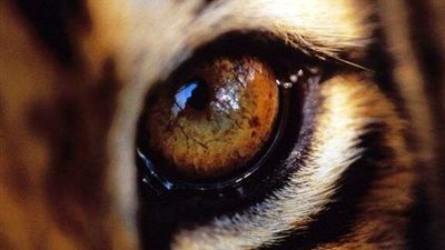 «عين النمر» حجر كريم يمنح مرتديه خصائص خارقة للطبيعة