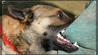 كلب يعقر نجلة حارس عقار حتى الموت أثناء لهوها بكفر الزيات