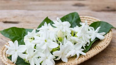 اليوم العالمى لـ