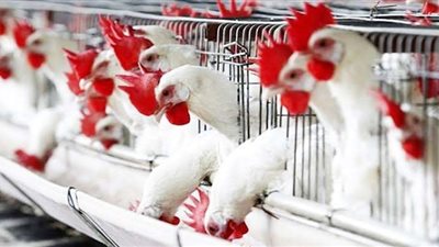أسعار الفراخ فى بورصة الدواجن اليوم الأربعاء 26 أكتوبر
