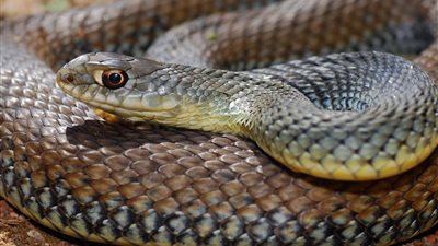 ثعبان عملاق يبتلع سيدة بالكامل في ظروف غامضة.. صور