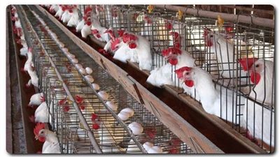 بورصة الدواجن اليوم الأربعاء 2022-10-26 في مصر