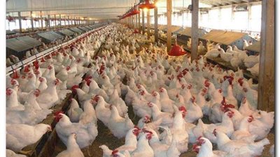 بورصة الدواجن والبيض اليوم الخميس 27 أكتوبر 2022 تشهد ثباتًا في الأسعار