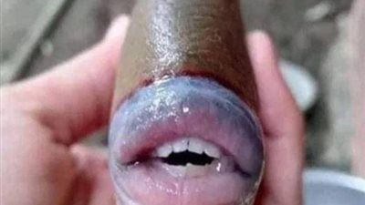 العثور على سمكة تحمل ملامح بشرية.. شاهد