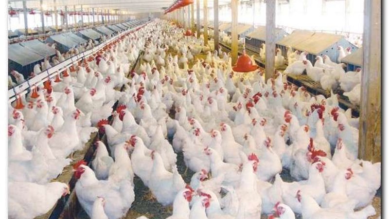 أسعار الدواجن اليوم