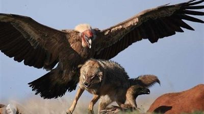 بعد سنوات.. العلماء يكشفون سر الطائر الأكبر حجمًا بين الطيور