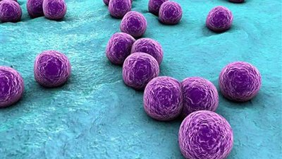 دعاوى قضائية ضد منتجع صحي بأونتاريو بعد إصابات بالمكورات العنقودية