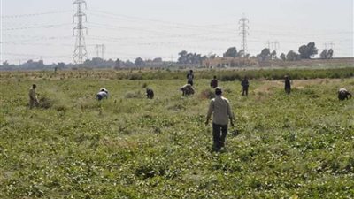 هل سيتم تقليص مساحات الأراضي الزراعية؟.. مجلس الوزراء يجيب