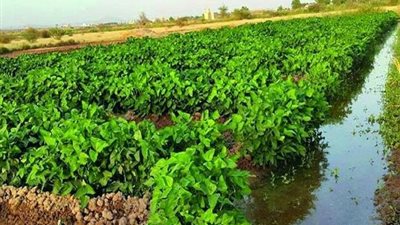 حقيقة امتناع الحكومة عن توفير حصص مياه الري اللازمة للزراعات خلال الموسم الحالي