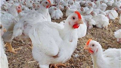 أسعار الفراخ فى بورصة الدواجن اليوم الجمعة 28 أكتوبر