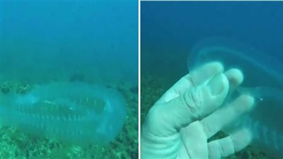 أب ينقذ طفله من الموت المحقق بين فكي قرش