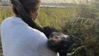 لحظات مؤثرة لسيدة تودع كلبها يثير تعاطف الآلاف.. فيديو