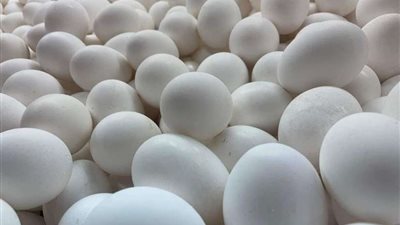 البيض يتراجع لأول مرة منذ شهور .. و سعر الكرتونة مفاجأة