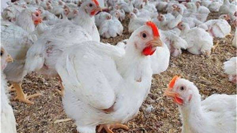 أسعار الفراخ فى البورصة