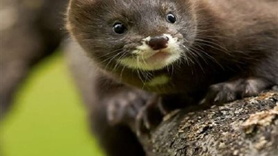 بعد إصابة 6 زراعيين.. إعدام 100 ألف حيوان 