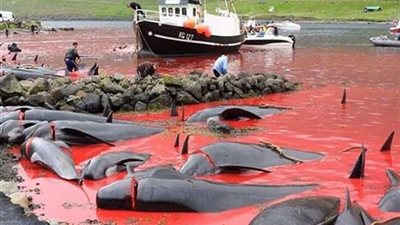 رياضة دموية مجنونة راح ضحيتها 250 حوت في جزر فارو