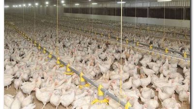 تراجع ملحوظ في أسعار بورصة الدواجن اليوم السبت 2022-10-29