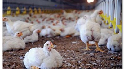 بورصة الدواجن اليوم الأحد 30 أكتوبر 2022 في مصر تسجل ثباتًا في الأسعار