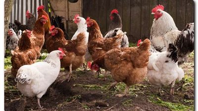 ارتفاع أسعار بورصة الدواجن اليوم الاثنين 2022-10-31 بعد التراجع الأخير