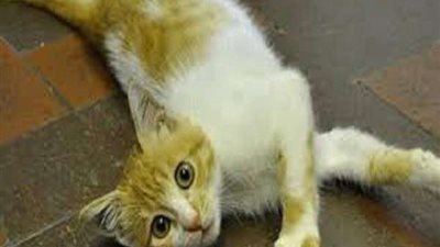 بعد فيديو حرق 