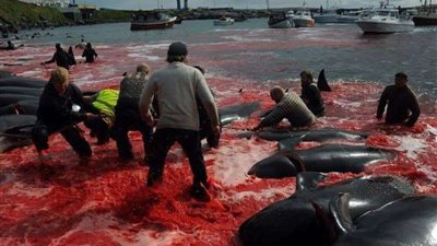 صيادون ينصبون مذبحة للحيتان في البحر.. تعرف التفاصيل