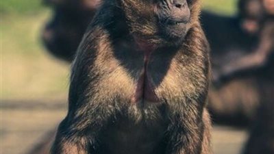 جريمة بشعة .. قرود تقتل خمسة أفراد من أسرة واحدة