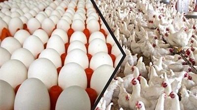 أسعار الدواجن والبيض اليوم الأربعاء