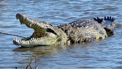 بسبب شنطة.. أم تخاطر بحياتها وحياة طفلها وسط التماسيح