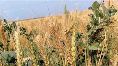 باكستان في حالة من الاستعداد لاستقبال القمح الروسي من جديد