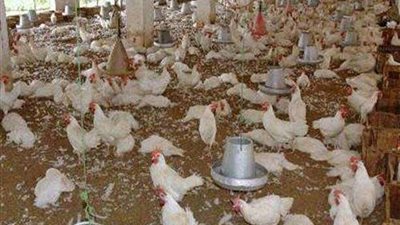 محافظ الغربية: حصر كافة مزارع الثروة الداجنة بواسطة GPS